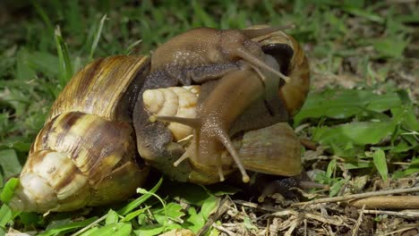 dos caracoles gigantes africanos apareándose, también conocidos como achatina fulica, de cerca