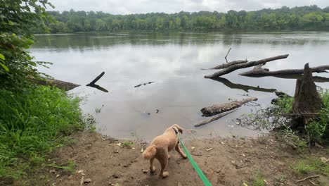 el caniche mira hacia el río james en pony pasture, richmond, virginia en cámara lenta.