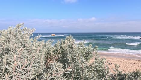 waves crashing on the beach with coastal vegetation