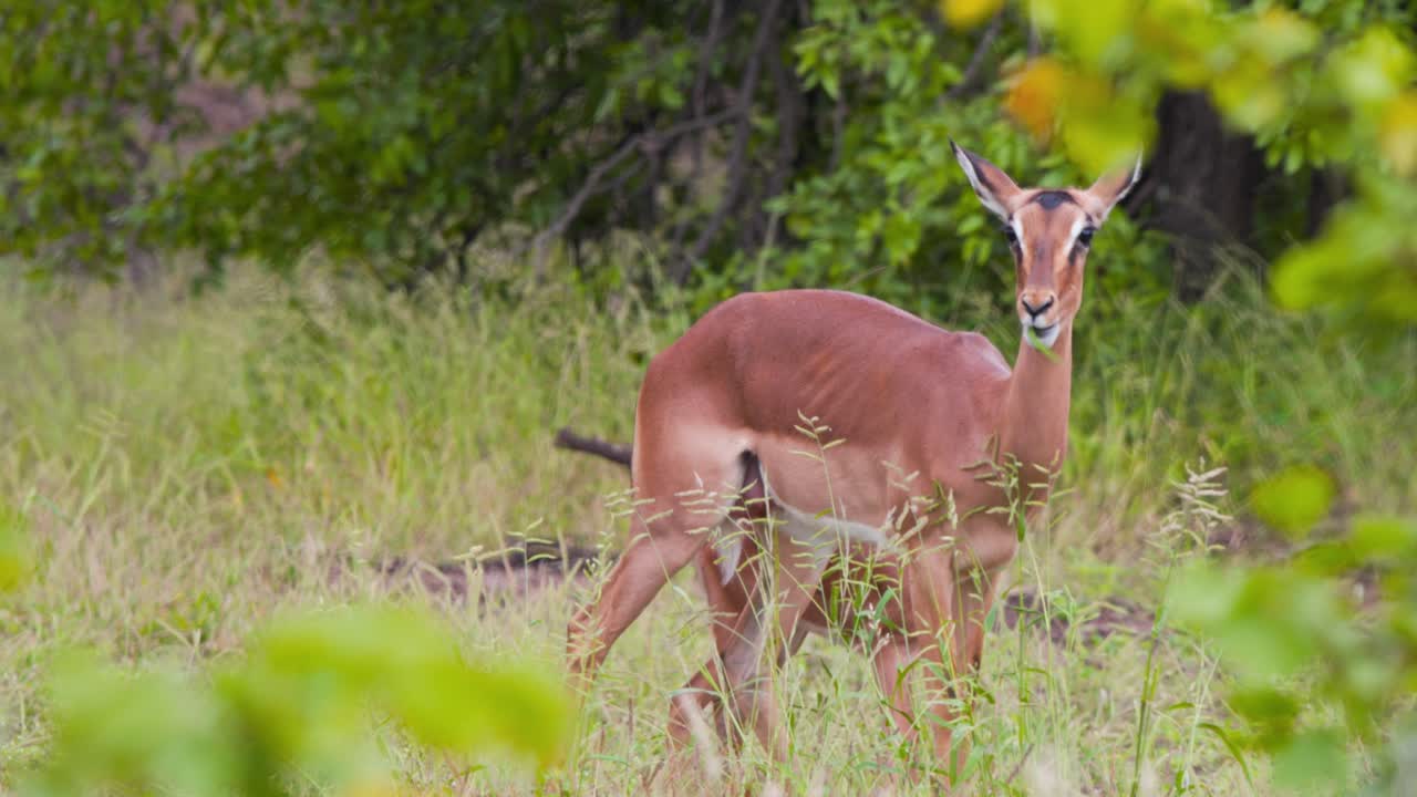 madre antílope impala pastando en la hierba, su becerro escondido detrás de ella