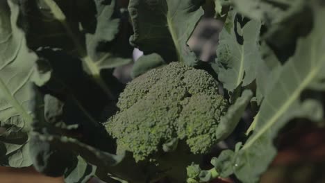 farmer shows a bundle of freshly picked head of broccoli