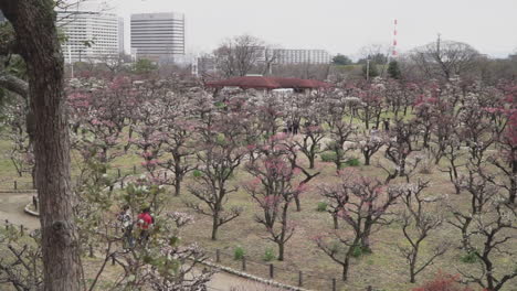 在大阪冬天後開始開花的桜或<unk>花樹田上的左撇子