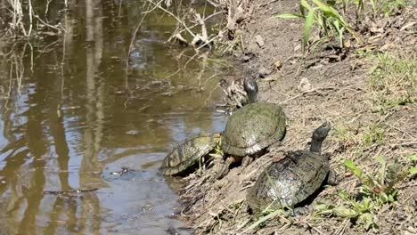 turtle crawls out of the pond to bask with his friends