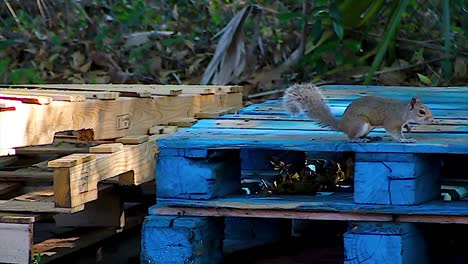 squirrel scratches himself, rubs his face, standing on pallets, close up, day