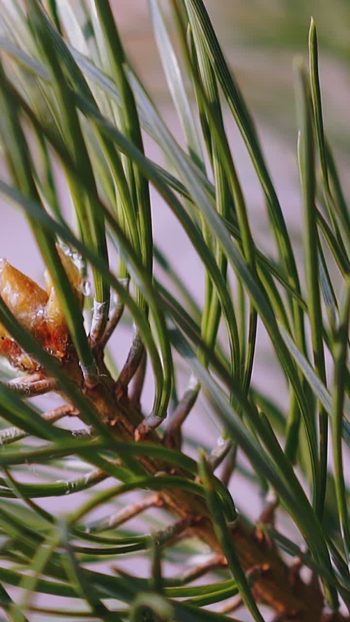 CU, slow motion: beautiful young branch of coniferous tree with long green needles on blurred background in summer forest extreme close view