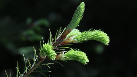 newly opened fir tree needles in spring. wyre forest. england. uk