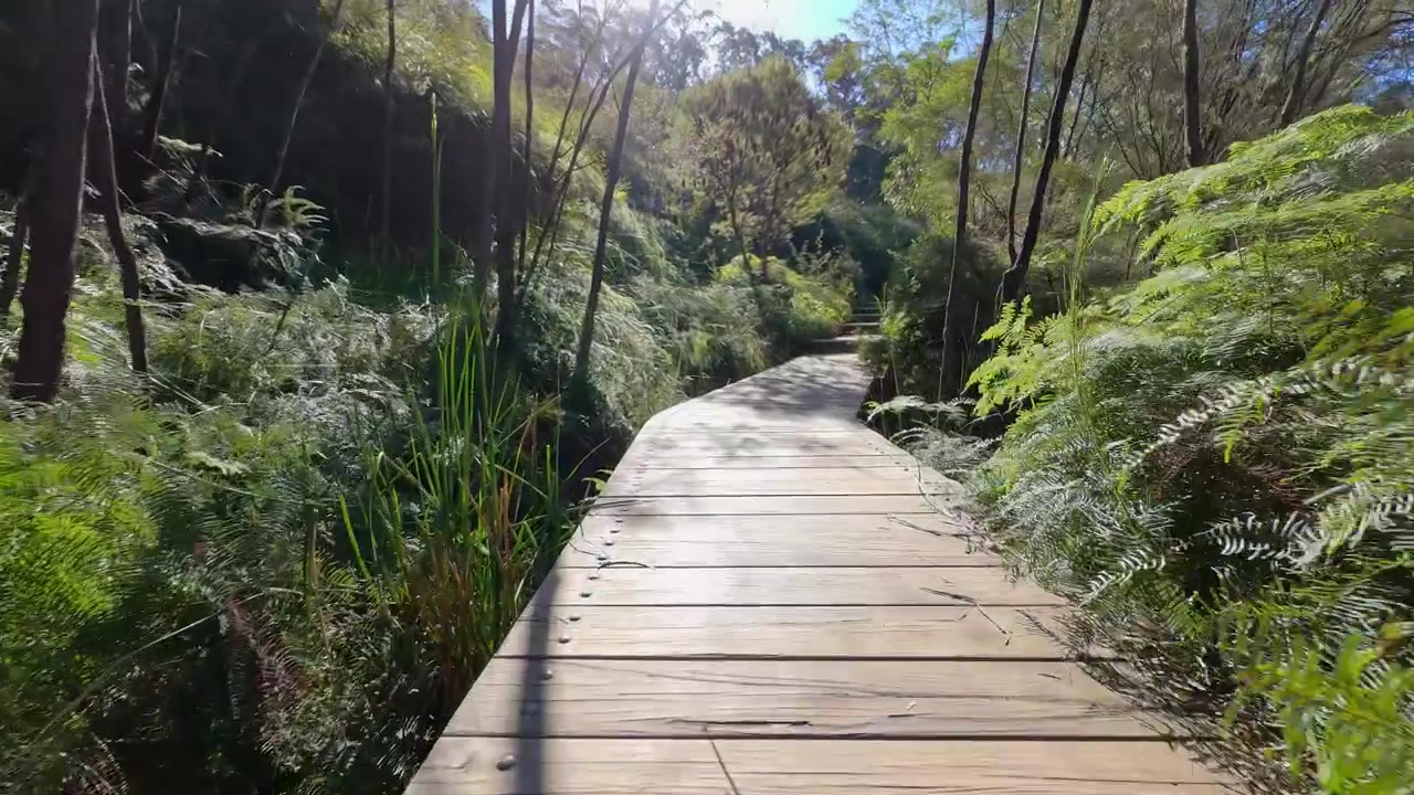 First-person perspective walking along a timber boardwalk through temperate rainforest in Wentworth Falls, Australia.