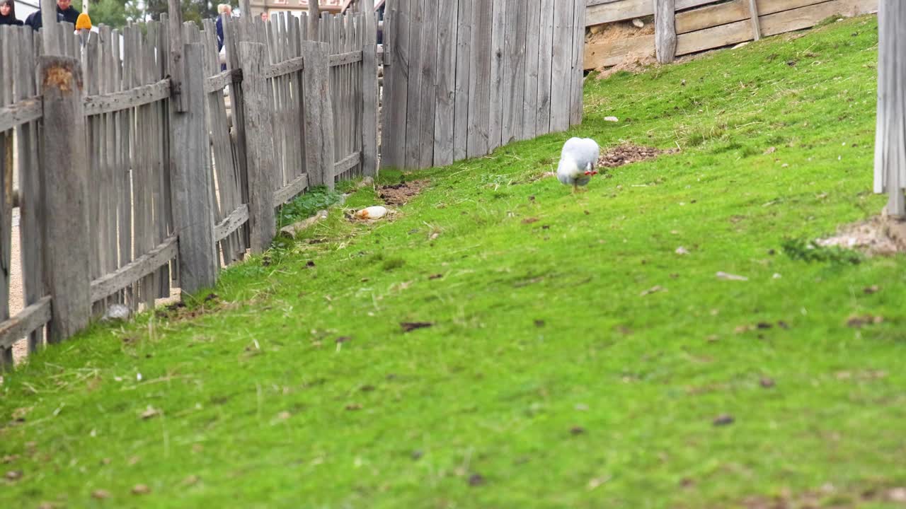 Helmeted guineafowl walks along a wooden fence in a lush, green backyard under natural daylight
