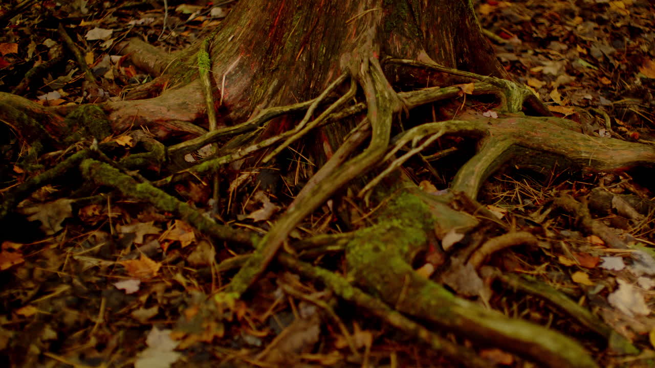 Pan across a large groups of roots of cedar tree