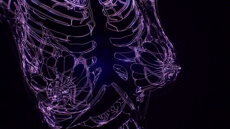 Transparent-Human-Body-with-Visible-Bones