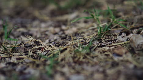 Verschwommener-Vorder--Und-Hintergrund,-Während-Ameisen-In-Einer-Reihe-über-Trockenes-Gras-Und-Kleine-Kieselsteine-Kriechen
