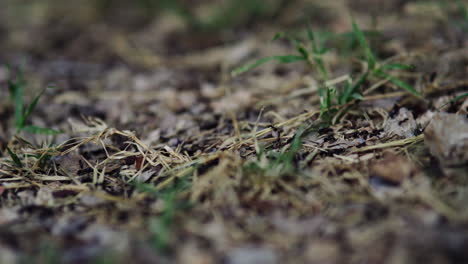 blurred foreground and background as ants crawl in line across dry grass and small pebbles