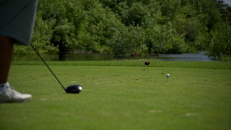 Pájaro-Jacana-Del-Norte-Caminando-Y-Buscando-Comida-En-La-Hierba-En-Un-Campo-De-Golf-Con-Un-Jugador-Esperando-Para-Golpear-La-Pelota