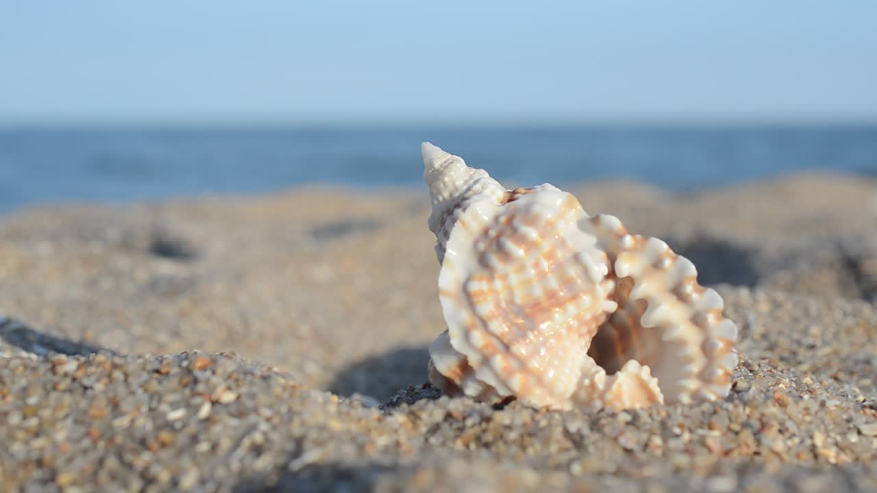 Sea cockleshells against the background of the sea. Shooting on the beach