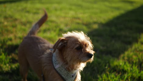 un lindo perro pequeño y peludo en la hierba verde en un parque público a cámara lenta