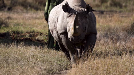 beautiful black rhino walking with a field guide in nature reserve, africa