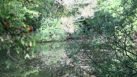 árboles-Fuera-De-&#39;el-Lago&#39;-Dentro-De-Epping,-Londres,-Reino-Unido