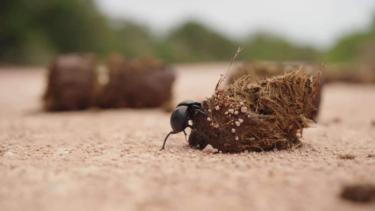 A dung beetle in the process of rolling a ball of dung helping recycle nutrients back into the environment