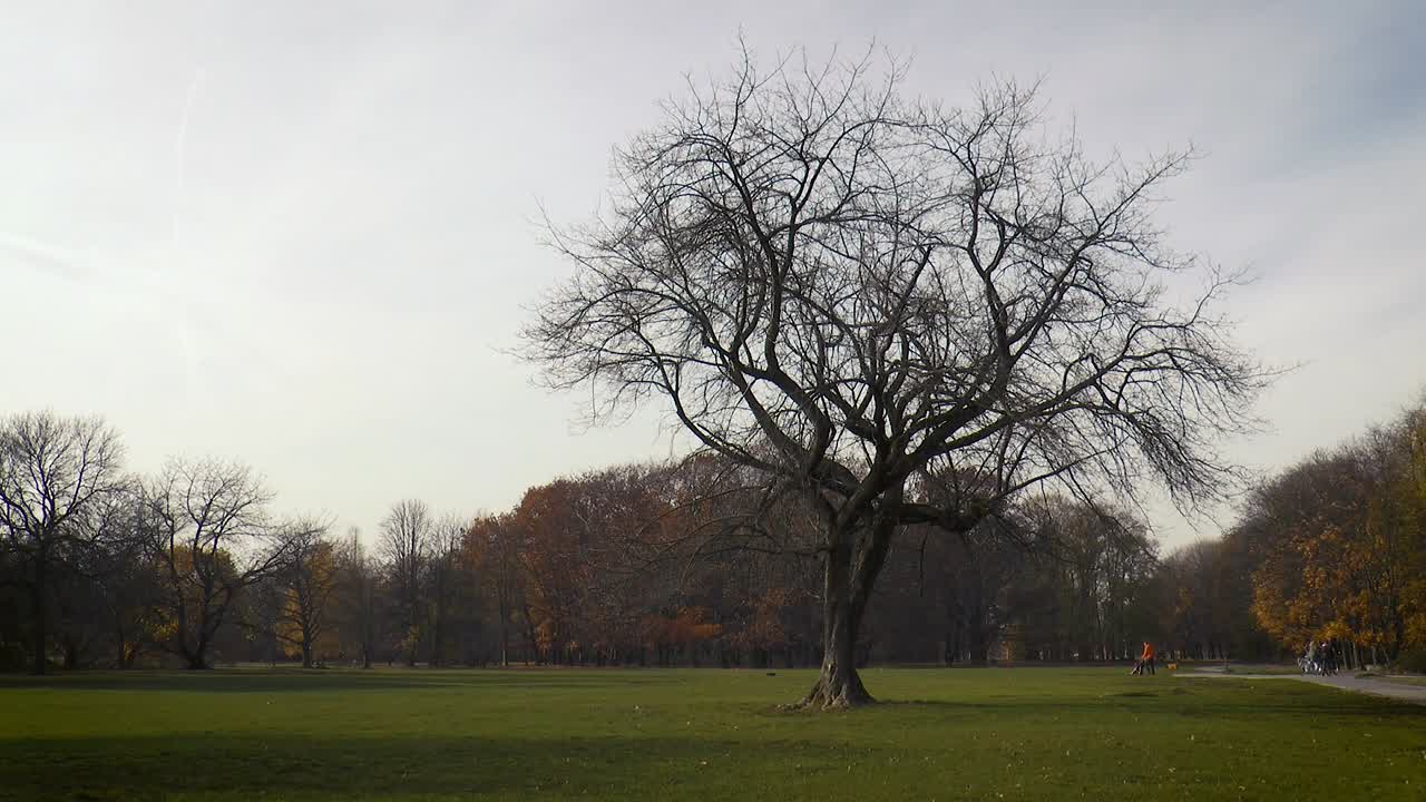Lonely tree in autumn in Pole Mokotowskie Park in Warsaw, Poland