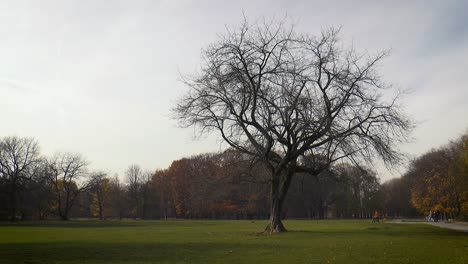 lonely tree in autumn in pole mokotowskie park in warsaw, poland