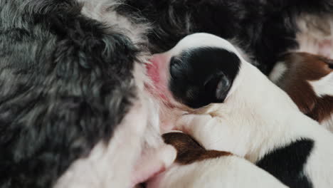 dog with newborn puppies 04