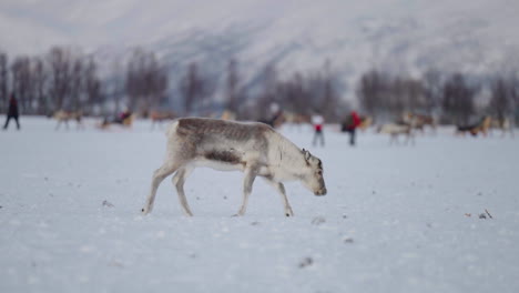 antlerless reindeer foraging snowy toundra around tourists in sleighs