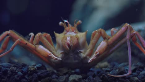 front view of a homolomannia sibogae crab feeding and opening its mouth