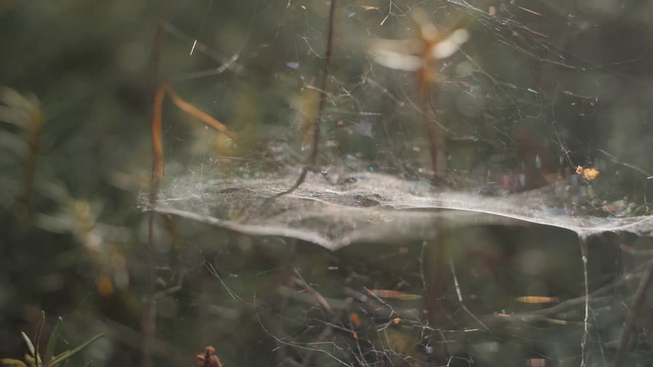 red de araña en palos en un bosque enorme casa del parque nacional de insectos en finlandia