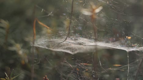 Red-De-Araña-En-Palos-En-Un-Bosque-Enorme-Casa-Del-Parque-Nacional-De-Insectos-En-Finlandia