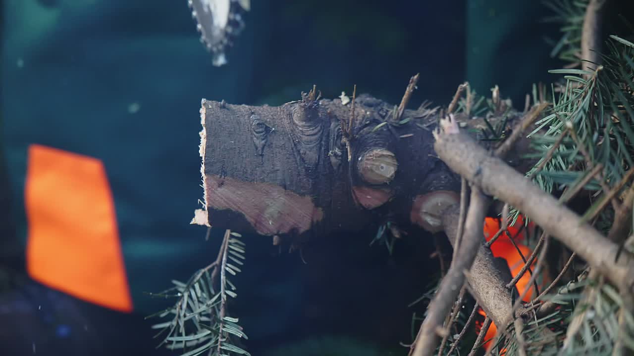 &amp;quot;With a chainsaw, a large piece is cut from the trunk of a fir tree
