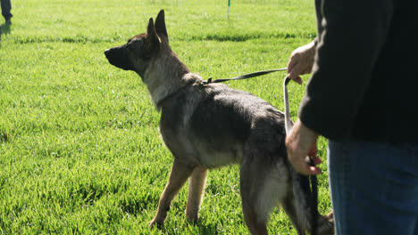 shepherd dog standing with his owner in the farm 4k