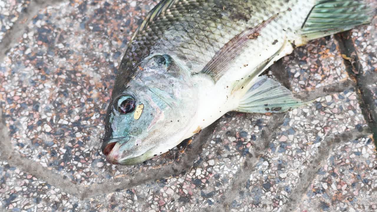 peces fuera del agua luchando por respirar