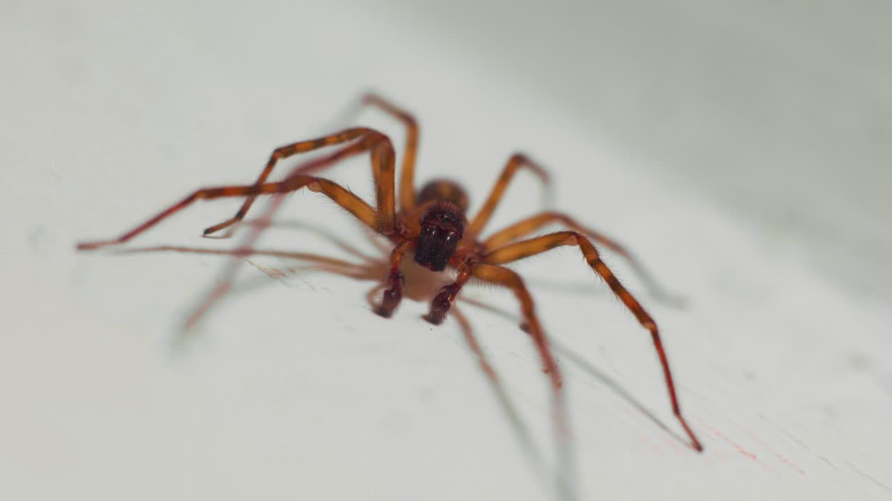 tiro macro de cámara lenta de 4k frente a una enorme araña de casa, en una pared blanca
