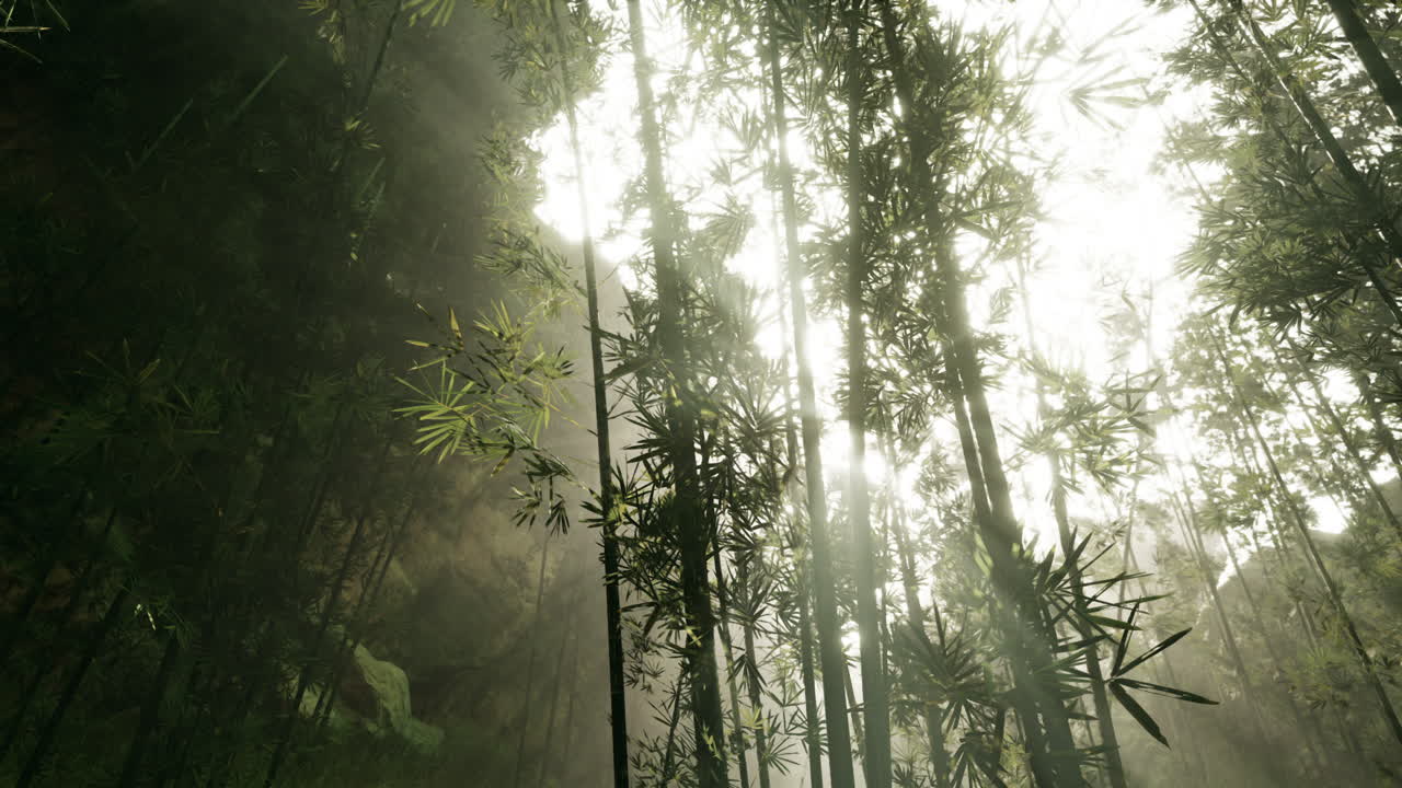 la luz del sol asomando a través de un denso bosque de bambú