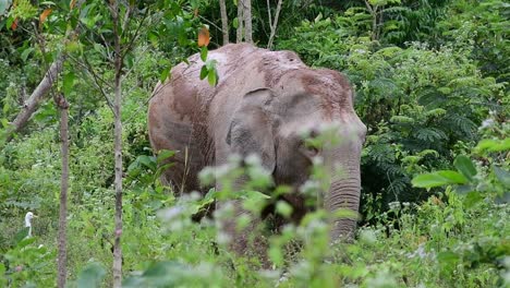 Los-Elefantes-Asiáticos-Son-Especies-En-Peligro-De-Extinción-Y-También-Son-Residentes-De-Tailandia