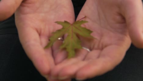 autumn maple leaf lies on a girl’s hand in focus zoom