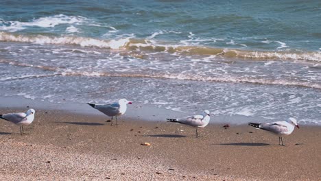 bandada de pájaros en la playa