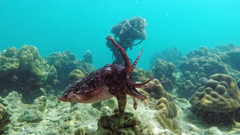 a beautiful cuttlefish with it's tentacles spread out and waiting for prey by the corals - underwater