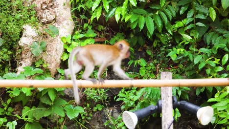 monkey walking and balancing on bamboo rail