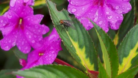 close up shot of fly on green leaf pink petals with raindrops in background