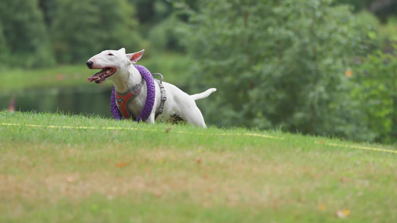 terrier blanco de respiración pesada con un aro en el cuello después de un juego de búsqueda