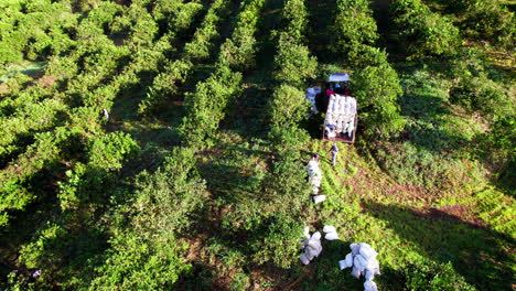 Aerial-shot-of-workers-loading-a-trailer-with-bags-of-fresh-oranges-in-Penonome,-Panama