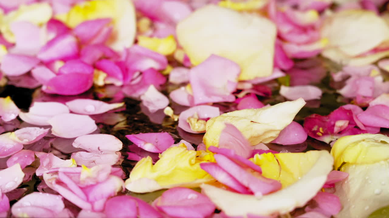 En haug med rosa og gule roseblader som flyter på vann