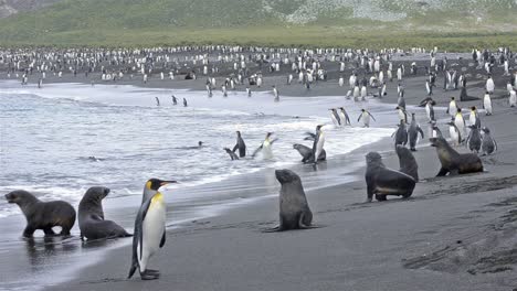 king penguin rookery and antarctic fur seals on the beach at gold harbor on south georgia