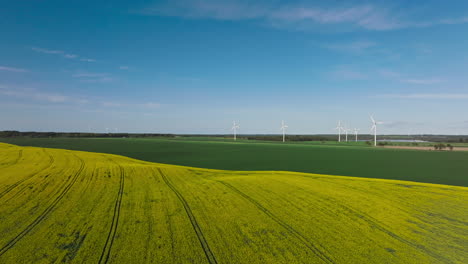 rapeseed flowers in full bloom with wind farm in the background. - aerial shot