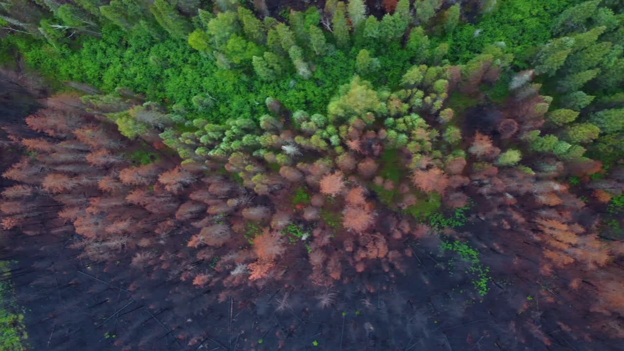 medio bosque verde y medio marrón dividido en el medio, amplio aéreo