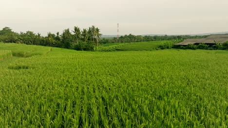 Fly-Over-Green-Vivid-Rice-Crop-Fields-In-Rice-Terraces-Of-Bali,-Indonesia