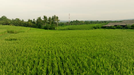 fly over green vivid rice crop fields in rice terraces of bali, indonesia