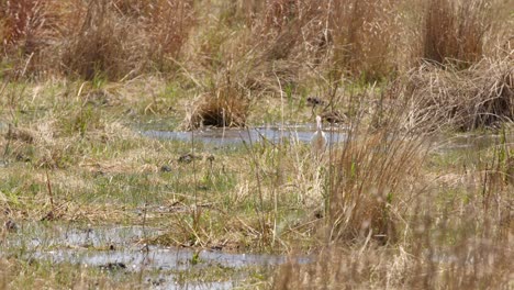 la garcilla bueyera se ve cerca del río