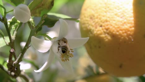 Abejas-Polinizando-Flores-De-Naranja-Dulce,-Detalle-De-Frutas-En-Segundo-Plano.